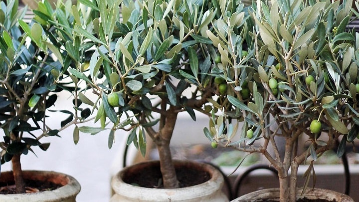 روش کاشت هسته زیتون در گلدان
