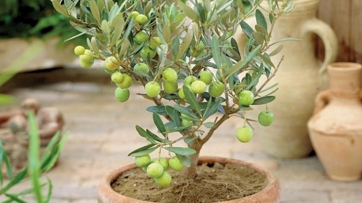 روش کاشت هسته زیتون در گلدان