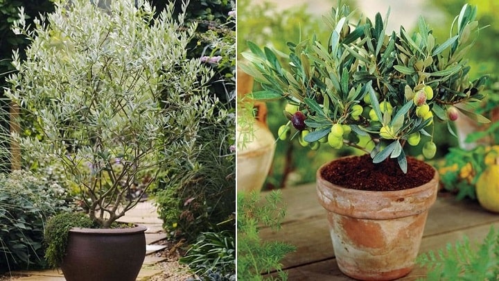 کاشت هسته زیتون در گلدان