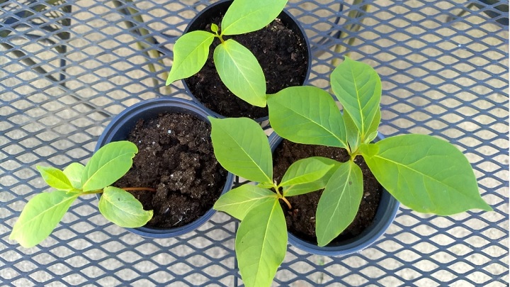 با نحوه کاشت هسته خرمالو در گلدان آشنا شوید با نحوه کاشت هسته خرمالو در گلدان آشنا شوید