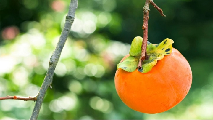 نکاتی که باید در مورد کاشت هسته خرمالو در گلدان بدانید نکاتی که باید در مورد کاشت هسته خرمالو در گلدان بدانید