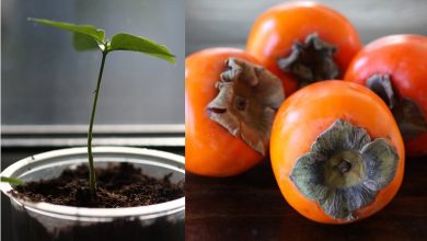 نحوه کاشت هسته خرمالو در گلدان؛ هنر سبز کردن یک دانه