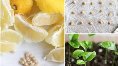 کاشت هسته لیمو شیرین در گلدان؛ یک هدیه سبز برای خودتان