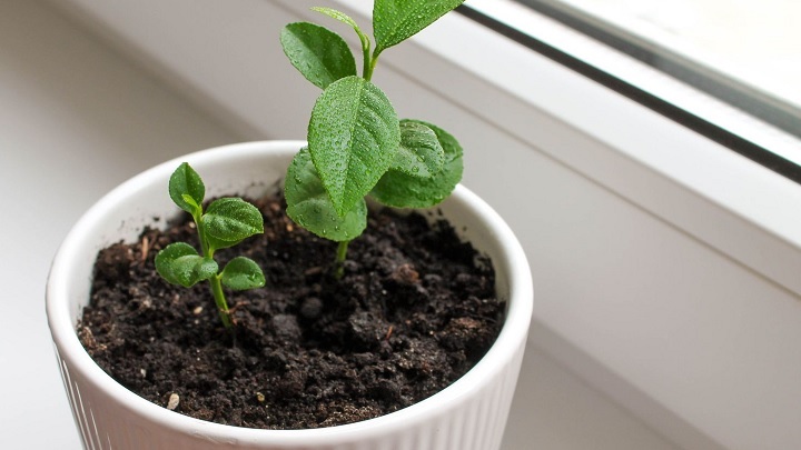 نکاتی که باید برای کاشت هسته لیمو شیرین در گلدان بدانید نکاتی که باید برای کاشت هسته لیمو شیرین در گلدان بدانید