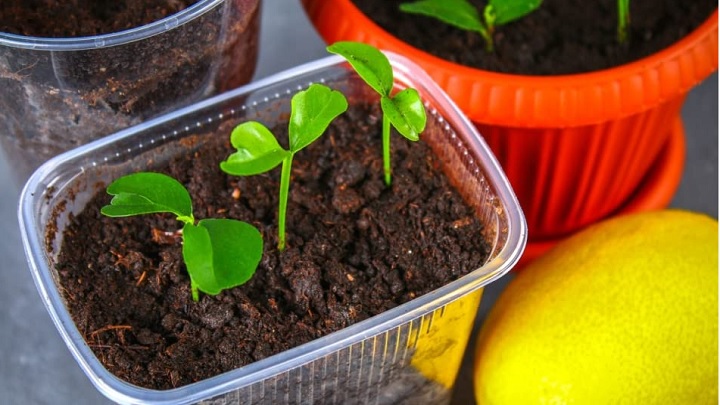 آموزش کاشت لیمو شیرین در منزل آموزش کاشت لیمو شیرین در منزل