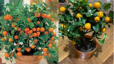 روش کاشت نارنگی در گلدان؛ به سبک خانگی