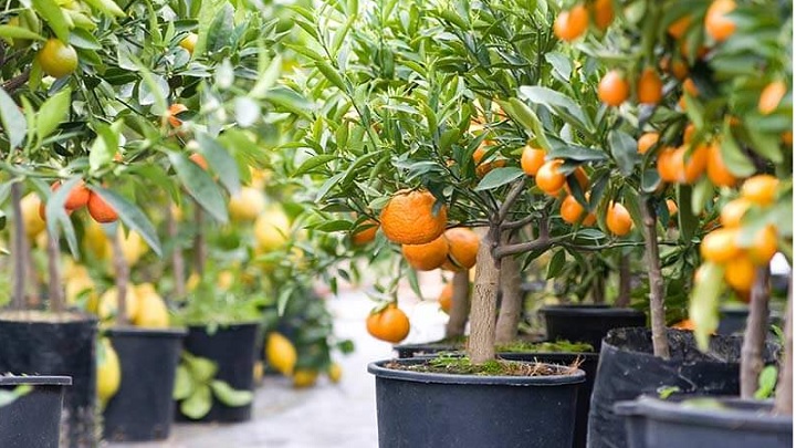 روش کاشت نارنگی در گلدان به روش قلمه زدن روش کاشت نارنگی در گلدان به روش قلمه زدن