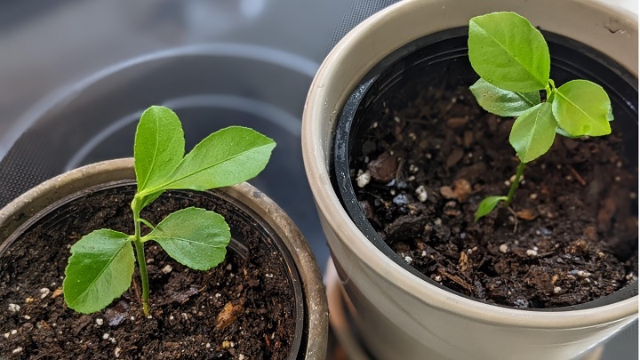 آموزش کاشت و پرورش نارنگی در گلدان از طریق بذر آموزش کاشت و پرورش نارنگی در گلدان از طریق بذر