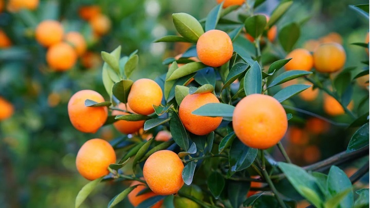 نکاتی که باید برای کاشت نارنگی در گلدان بدانید نکاتی که باید برای کاشت نارنگی در گلدان بدانید