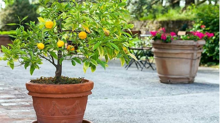 روش کاشت و پرورش نارنگی در گلدان از طریق نهال روش کاشت و پرورش نارنگی در گلدان از طریق نهال