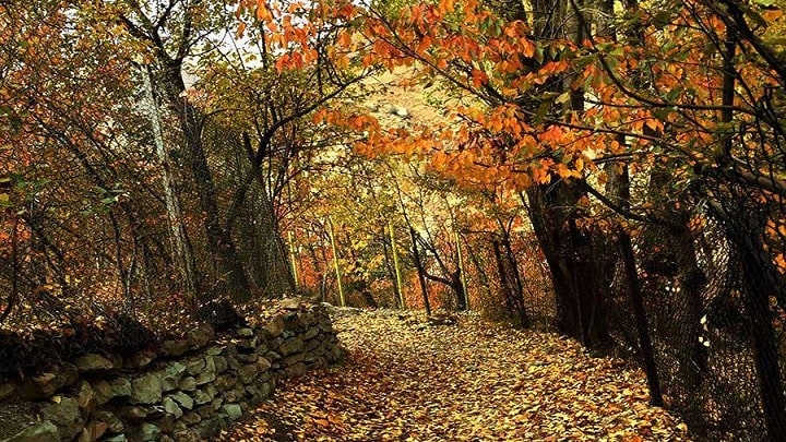 آهار در پاییز: رنگارنگترین نقاشی طبیعت آهار در پاییز: رنگارنگترین نقاشی طبیعت