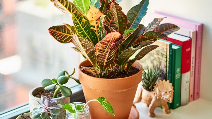 کروتون از بهترین گیاهان آپارتمانی مناسب فصل پاییز کروتون از بهترین گیاهان آپارتمانی مناسب فصل پاییز