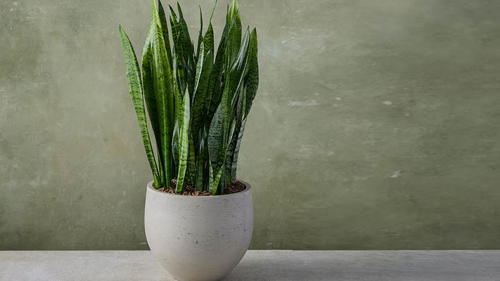 سانسوریا از بهترین گیاهان آپارتمانی مناسب فصل پاییز سانسوریا از بهترین گیاهان آپارتمانی مناسب فصل پاییز