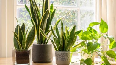 13 گیاه آپارتمانی مناسب فصل پاییز؛ به خانه‌تان روح ببخشید