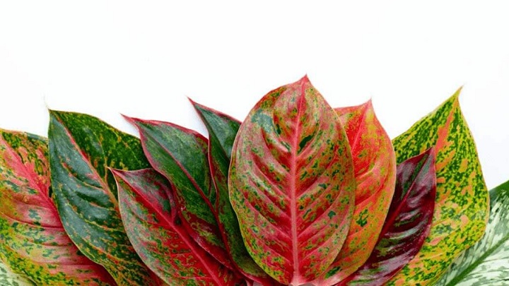 آگلونما از بهترین گیاهان آپارتمانی مناسب فصل پاییز آگلونما از بهترین گیاهان آپارتمانی مناسب فصل پاییز