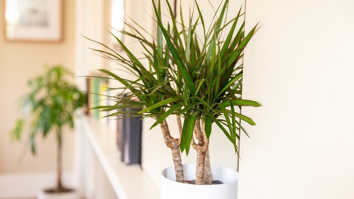 دراسنا از بهترین گیاهان آپارتمانی مناسب فصل پاییز دراسنا از بهترین گیاهان آپارتمانی مناسب فصل پاییز