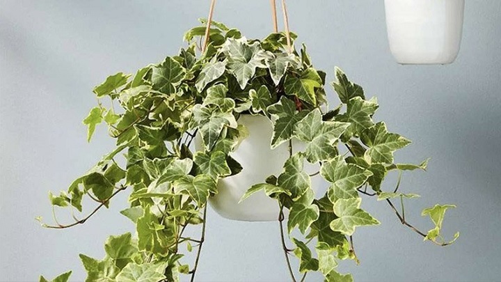 پاپیتال از بهترین گیاهان آپارتمانی مناسب فصل پاییز پاپیتال از بهترین گیاهان آپارتمانی مناسب فصل پاییز