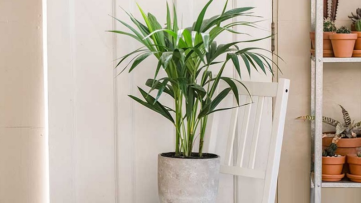 نخل کنتیا از بهترین گیاهان آپارتمانی مناسب فصل پاییز نخل کنتیا از بهترین گیاهان آپارتمانی مناسب فصل پاییز