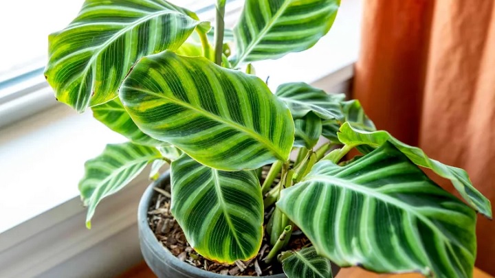 کالاتیا از بهترین گیاهان آپارتمانی مناسب فصل پاییز کالاتیا از بهترین گیاهان آپارتمانی مناسب فصل پاییز