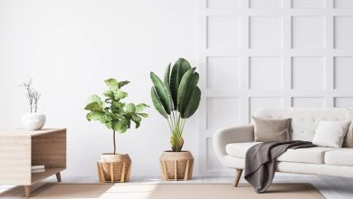 گیاهان آپارتمانی ایدهال برای دکوراسیون مینیمال