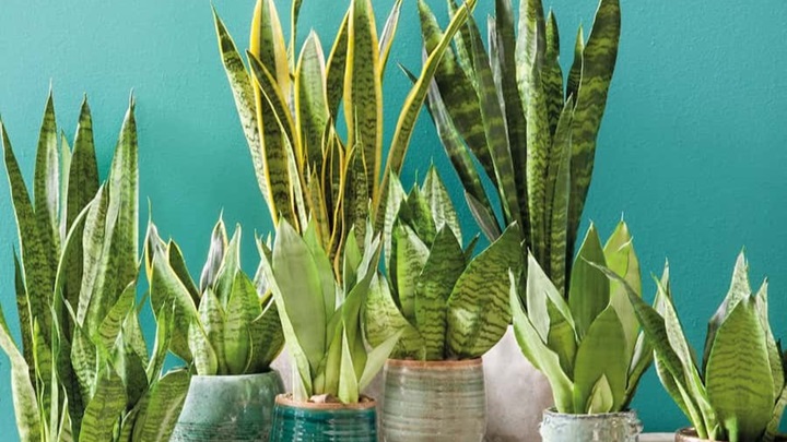 بهترین گیاهان آپارتمانی برای یک دکوراسیون مینیمال بهترین گیاهان آپارتمانی برای یک دکوراسیون مینیمال