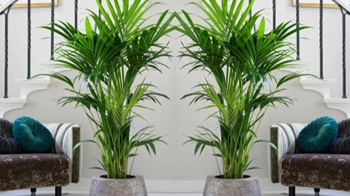 بهترین گیاهان آپارتمانی برای یک دکوراسیون مینیمال بهترین گیاهان آپارتمانی برای یک دکوراسیون مینیمال