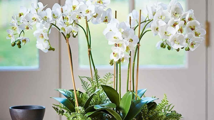 بهترین گیاهان آپارتمانی برای یک دکوراسیون مینیمال بهترین گیاهان آپارتمانی برای یک دکوراسیون مینیمال