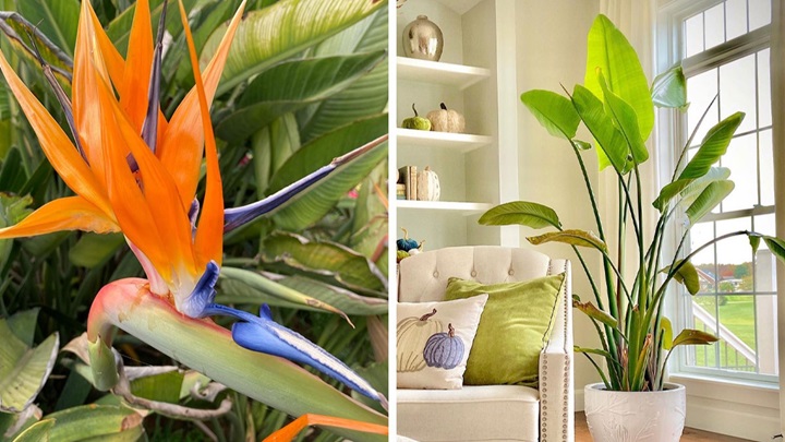 بهترین گیاهان آپارتمانی برای یک دکوراسیون مینیمال بهترین گیاهان آپارتمانی برای یک دکوراسیون مینیمال