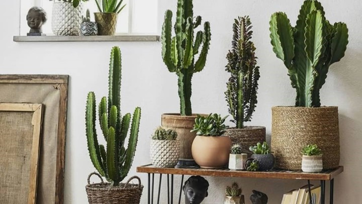 بهترین گیاهان آپارتمانی برای یک دکوراسیون مینیمال بهترین گیاهان آپارتمانی برای یک دکوراسیون مینیمال