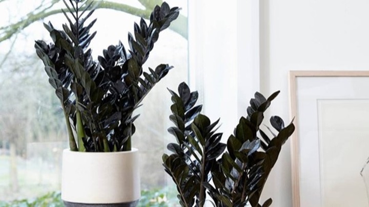 بهترین گیاهان آپارتمانی برای یک دکوراسیون مینیمال بهترین گیاهان آپارتمانی برای یک دکوراسیون مینیمال