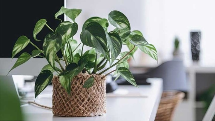 بهترین گیاهان آپارتمانی برای یک دکوراسیون مینیمال بهترین گیاهان آپارتمانی برای یک دکوراسیون مینیمال