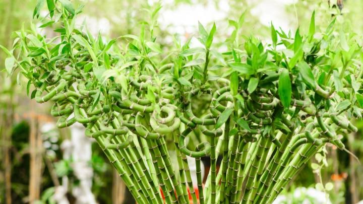 بهترین گیاهان آپارتمانی برای یک دکوراسیون مینیمال بهترین گیاهان آپارتمانی برای یک دکوراسیون مینیمال