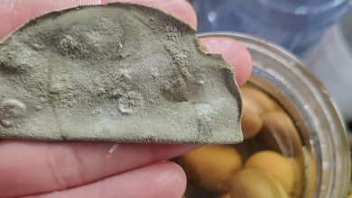 دلایل کپک زدن زیتون چیست؟ راههای جلوگیری از آن