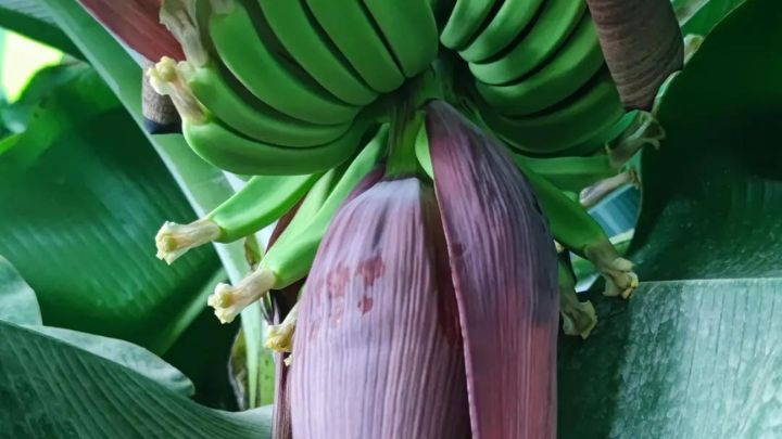 بازدید از جنگل استوایی واقع در تهران بازدید از جنگل استوایی واقع در تهران