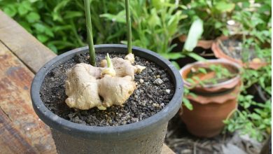 راز کاشت و پرورش زنجبیل تازه؛ یک تجربه لذت‌بخش