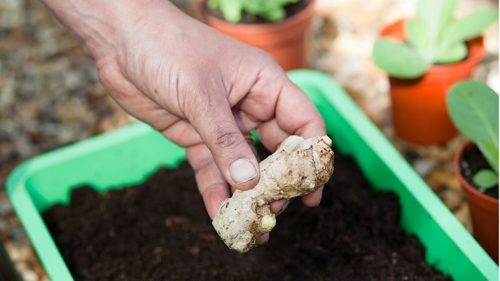 نحوه کاشت زنجبیل در خانه نحوه کاشت زنجبیل در خانه