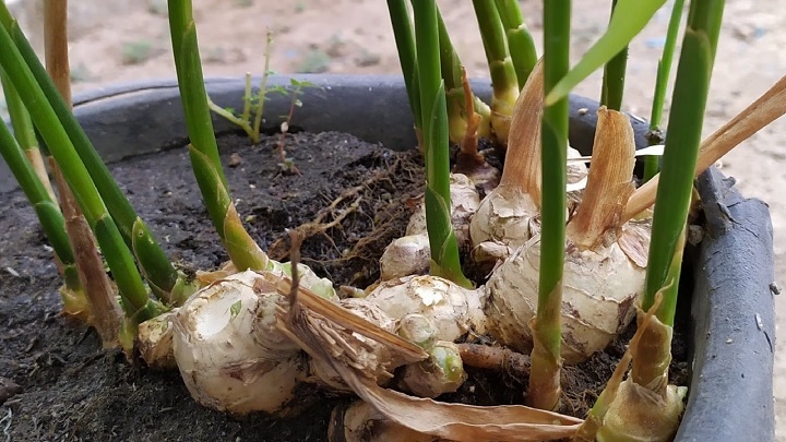 چند قدم ساده برای داشتن زنجبیل تازه در خانه چند قدم ساده برای داشتن زنجبیل تازه در خانه