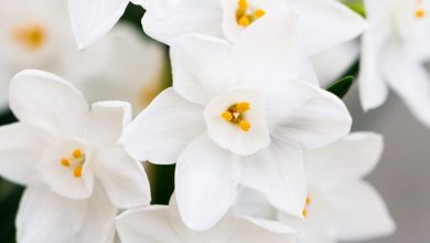 گیاهان آپارتمانی با گل سفید؛ یک فضای آرام در خانه ایجاد کنید