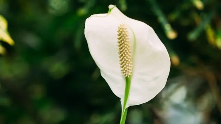 زیباترین گیاهان آپارتمانی با گل سفید را بشناسید زیباترین گیاهان آپارتمانی با گل سفید را بشناسید