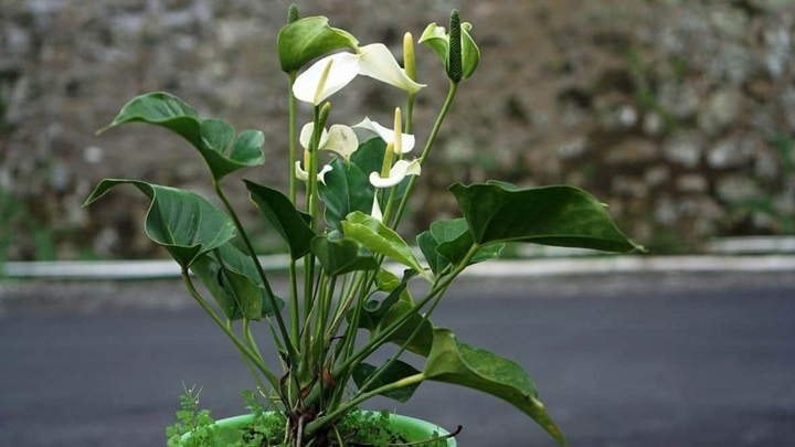 آنتوریوم (Anthurium) آنتوریوم (Anthurium)