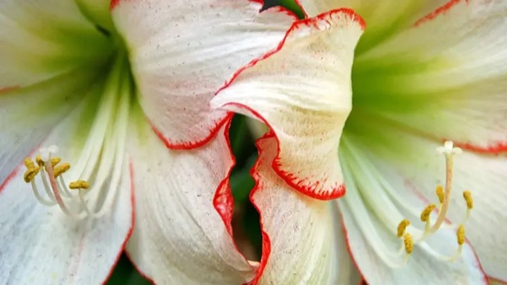 آماریلیس (Amaryllis) آماریلیس (Amaryllis)