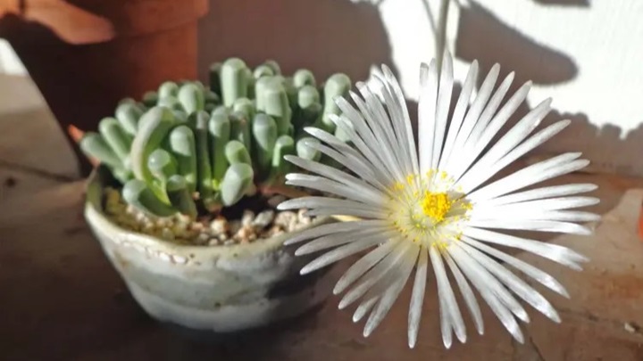 فنس تراریا (Baby toes) فنس تراریا (Baby toes)