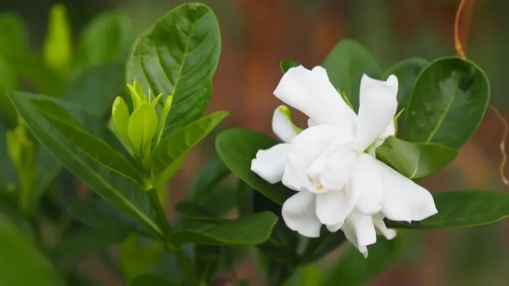 گاردنیا (Gardenia) گاردنیا (Gardenia)