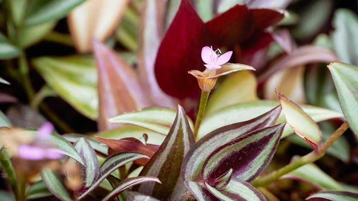 برگ بیدی (Inchplant) برگ بیدی (Inchplant)