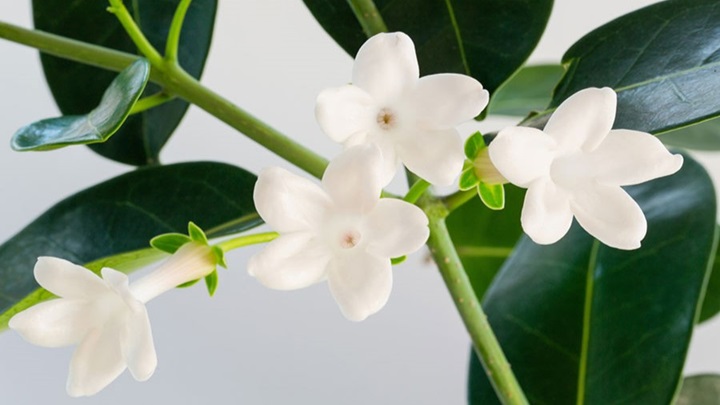 استفانوتیس (Stephanotis floribunda) استفانوتیس (Stephanotis floribunda)