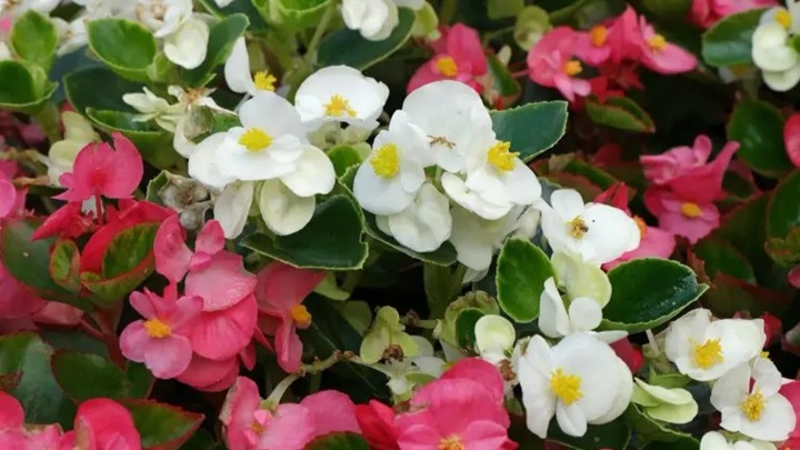 بگونیا همیشه گلدار (Begonia semperflorens) بگونیا همیشه گلدار (Begonia semperflorens)