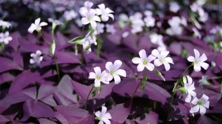 اگزالیس بنفش (Purple Oxalis) اگزالیس بنفش (Purple Oxalis)