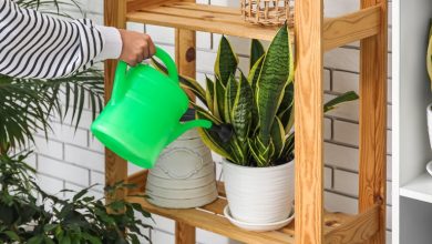 طریقه آب دادن به سانسوریا در فصول مختلف