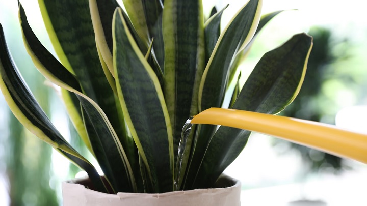 نکاتی که باید در مورد نحوه آب دادن به سانسوریا بدانید نکاتی که باید در مورد نحوه آب دادن به سانسوریا بدانید