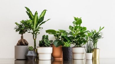 بهترین مکان برای نگهداری گل و گیاه در خانه کجاست؟